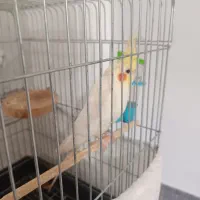 عروسی هلندی نر