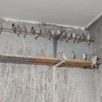 فنچ نرگسی و کرواتی یکجا جفتی ۱۱۰۰