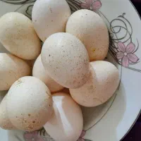 ده عدد تخم نطفه دار بوقلمون
