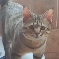 واگذاری گربه ۶ ماهه|گربه|مشهد, کوشش|دیوار