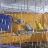 مرغ عشق|پرنده|بم, |دیوار