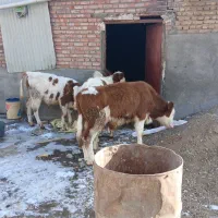 گوساله|حیوانات مزرعه|رامند, |دیوار