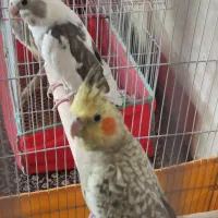 عروس هلندی کینگ سایز