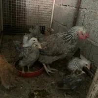 مرغ محلی با ۷ تا جوجه
