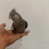 جوجه عروس وایت فیس|پرنده|رشت, پارک شهر|دیوار