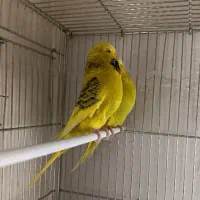 جفت مرغ عشق انگلیسی مولد گرید A