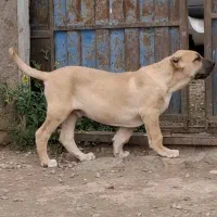 توله سرابی نر اصل