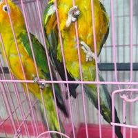 ۴ جفت جوان حلقه پا مجموعه