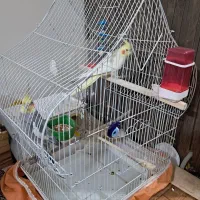 عروس هلندی مولد نر و ماده یه جفت|پرنده|همدان, |دیوار