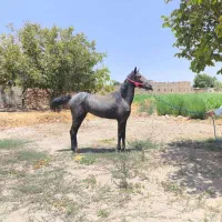 اسب کرد مادیان کره سرسخت کنگاور