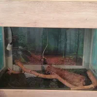 تراریوم خزنده