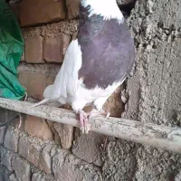 طوقی کرمان شای