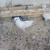 کبوتردمگیر سفیدکاکول