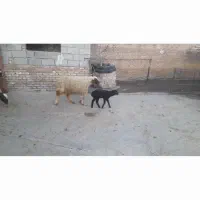 گوسفندوبره|حیوانات مزرعه|کرمانشاه, |دیوار