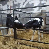 نیازمند کارگر گاوداری