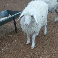 بره نر فروشی|حیوانات مزرعه|بیرجند, |دیوار