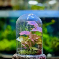 تراریوم،گل،روز مادر،هدیه|گل و گیاه طبیعی|قهدریجان, |دیوار