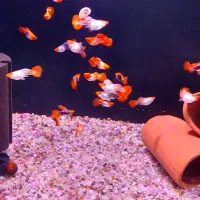 گوپی کوی توکسیدو بالن گریدA