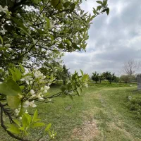 زمین-مسکونی-و-شالیزار