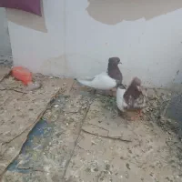 کفتر کله دارخوب|پرنده|شاهدشهر, |دیوار