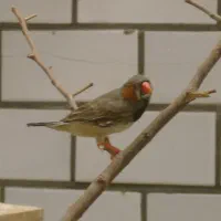 پرنده فنچ نر
