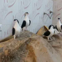 تعدادی کبوتر پرشی وتخم گذار