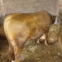 گاو.گوشتی|حیوانات مزرعه|باروق, |دیوار
