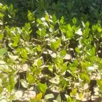 پسته سبز تازه