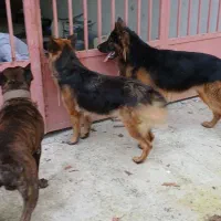 واگذاری سگ ژرمن|سگ|کلاچای, |دیوار