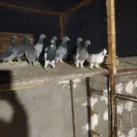 کفتر شهرستان همه یه بوم . بشرط پرش