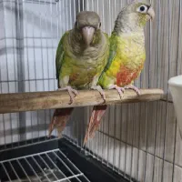 گرینچیک جفت دستی نروماده ۶ ماهه