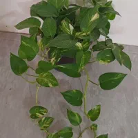 گل‌های آپارتمانی فروشی