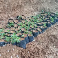 نعنا و پونه گلدانی