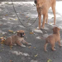 توله سرابی اصیل نرو ماده|سگ|کرج, فاز ۴ مهرشهر|دیوار