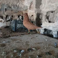 کبوتر|پرنده|شوشتر, |دیوار