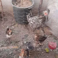 مرغ گلین|حیوانات مزرعه|قرچک, داوود آباد|دیوار