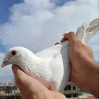 کبوتر ماده پلاکی و دمی