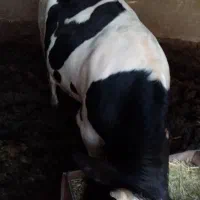 گوساله گوشتی|حیوانات مزرعه|اصفهان, شهرک امام خمینی|دیوار