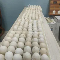 تخم ندفه دار بوقلمون