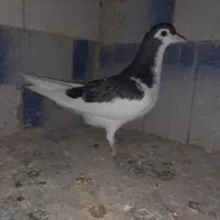 جوانه خال مگسی