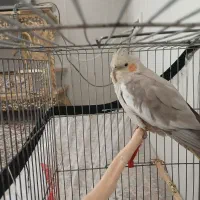 عروس هلندی|پرنده|رباط‌کریم, الارد|دیوار