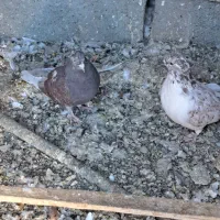 کبوتر آماده جلد کردن|پرنده|زید آباد, |دیوار