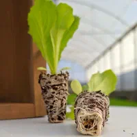 نشا انواع کاهو کلم بادمجان گوجه