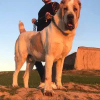 توله آلابای سه ماهه پسر شونکار بزرگ