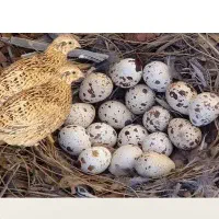 بلدرچین مولد گوشتی