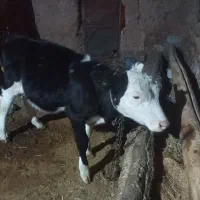 گاوباگوسالهمادهسمنتال