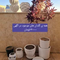 گل طیبعی و گلدان|گل و گیاه طبیعی|تبریز, |دیوار