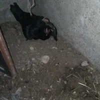 ۲عدد خروس و۱عدد ماده مروغ چابهاری هستی