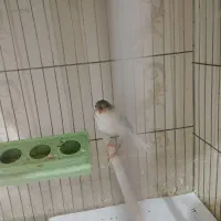 یک عدد قناری ماده