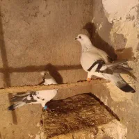 دوعدد کبوتر شامی ماده